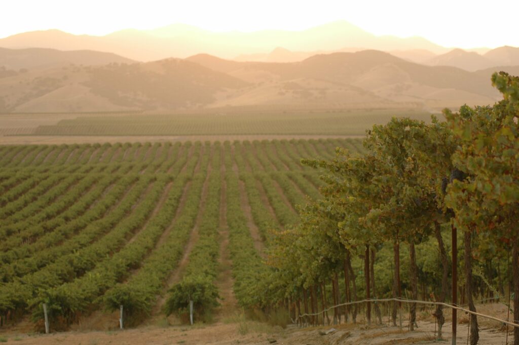 Delicato Family Vineyards, vy över vingård, Napa Valley, Kalifornien, USA