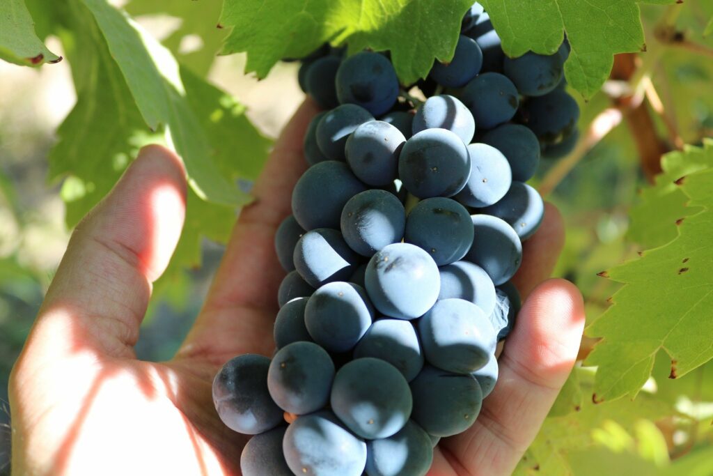 vindruvor-vingård